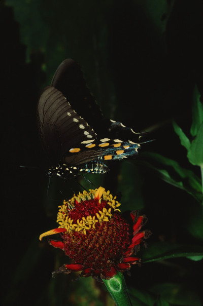 凤蝶(Papilio Troilus)