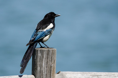 黑嘴喜鹊栖息在木篱笆柱上