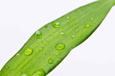 水滴在竹叶上
