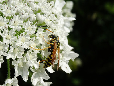 一种欧洲黄蜂在大猪草上吸食花蜜，学名为Heracleum mantegazzianum，