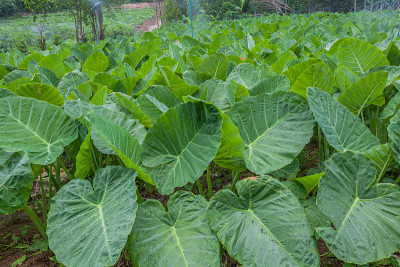 象耳农场种植园里洒水。