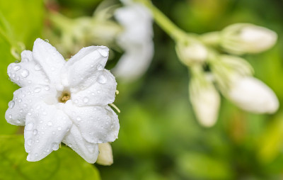 白色的花，茉莉(茉莉花sambac L.)