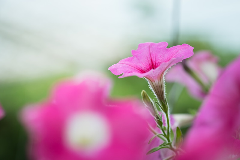 花园里的苹果花