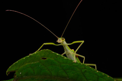 Beautiful Stick Insect  with water bubble on the g