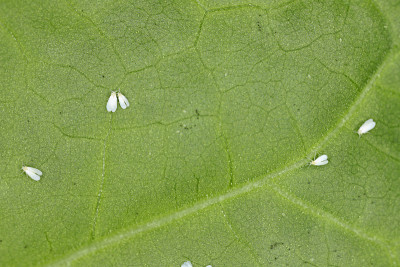 棉粉虱(烟粉虱)成虫、卵和幼虫寄生在棉花叶片下侧