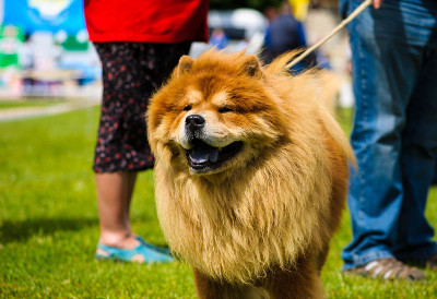 狗
