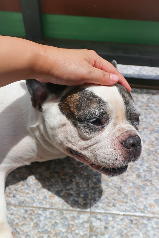 摸一只狗或者昏昏欲睡的法国斗牛犬，法国斗牛犬