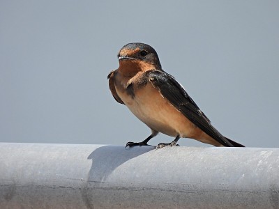谷仓燕子(Hirundo rustica)栖息在金属栏杆上