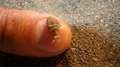 蚁蛉幼虫阶段。
外来兽医，生物学家抱着一只蚂蚁狮子。
蚁狮的生命周期，阶段。
伪装的动物。
节肢动物