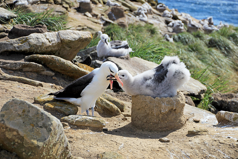 黑眉信天翁，黑鳍海雀，福克兰群岛