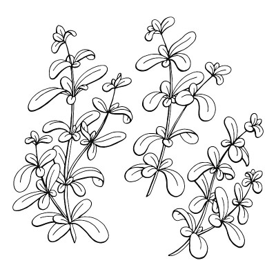 马约兰图形黑白孤立素描插图矢量