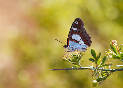 Limenitis reducta
