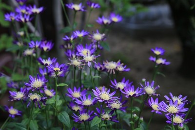 savatieri雏菊