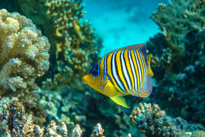 皇家或帝王天使鱼(Pygoplites diacanthus) -红海