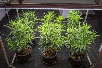 蔬菜生长在人造LED照明下