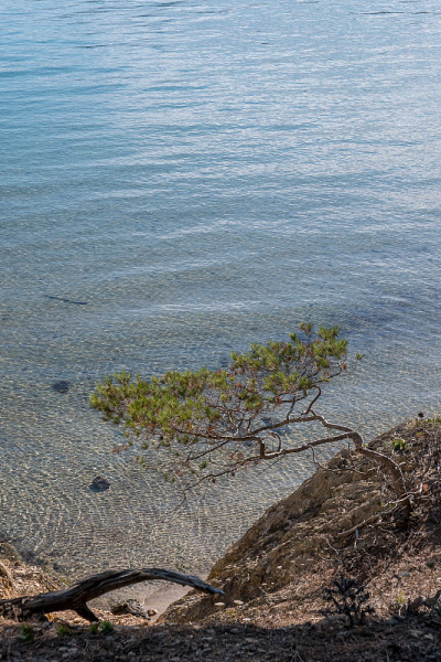 夏天发现波克雷勒斯岛。荒凉的海滩和松树在法国里维埃拉的景观