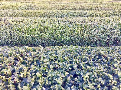 红茶新茶村