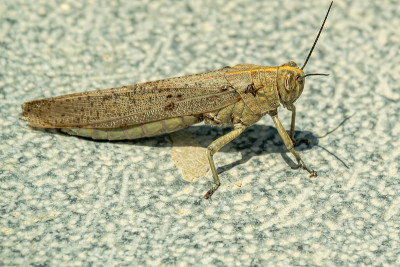 The Huge Spanish grasshopper closeup gray backgrou