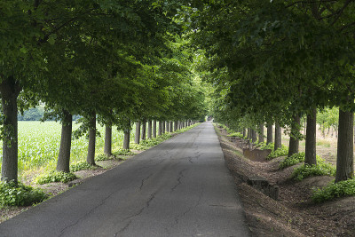 亚历山德里亚附近的道路和树木