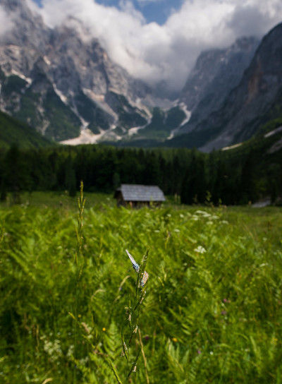 克尼察山谷里的小屋和蝴蝶