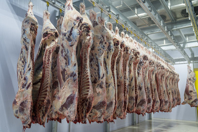 冷藏的胴体肉。肉类工业及肉类加工流水线。