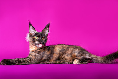 紫色背景上的巨型缅因猫。