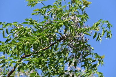 珠树的花