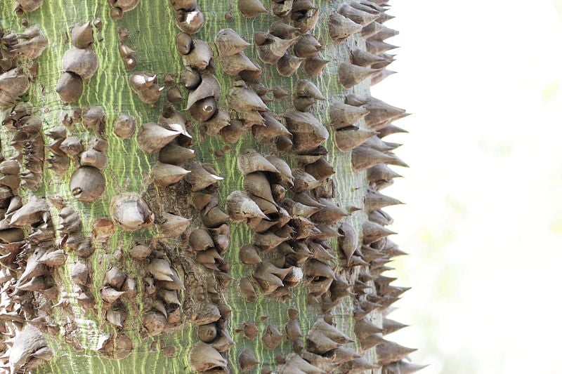 木棉树(Ceiba pentandra)的刺