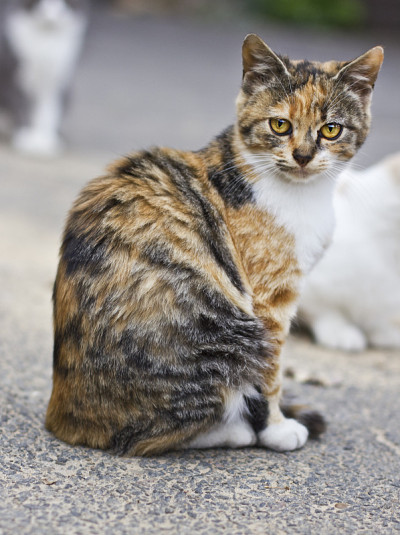 家猫