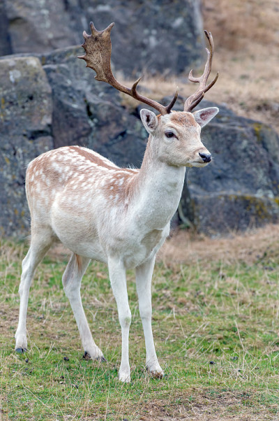 鹿Fallow dama