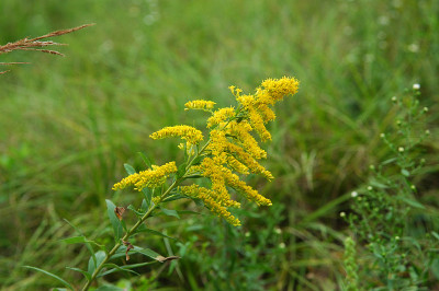 加拿大黄花(一枝黄花)