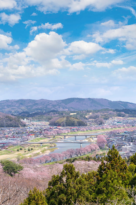 日本仙台宫城县福奈冈城堡遗址公园，白石河畔和城市的樱花或仁森本樱花节