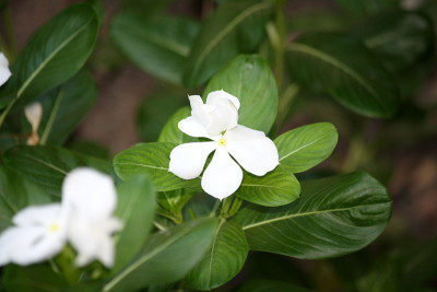 开白花的长春花