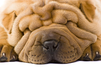 Sharpei狗