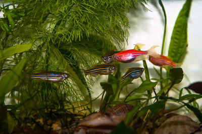 水族馆的斑马鱼