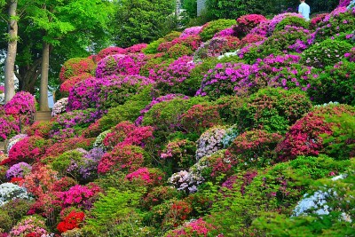东京根津神社的杜鹃花