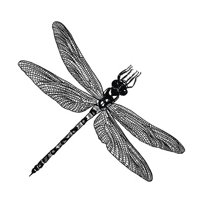 Insect stipple drawing isolated. Dragonfly and bug