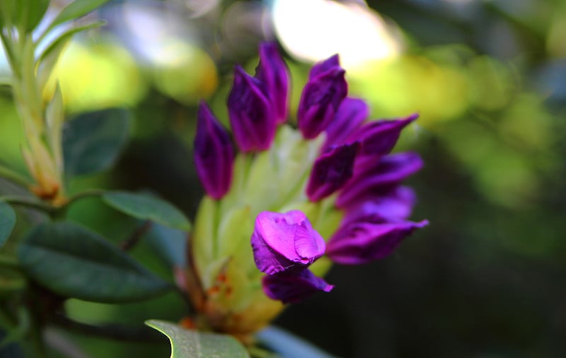 杜鹃花花苞