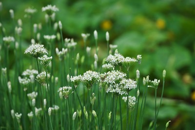 葱属植物tuberosum