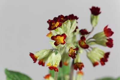 红色的九轮草，报春花，花