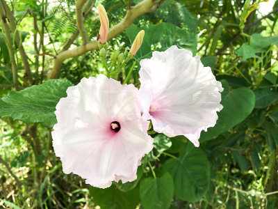 灌木牵牛花