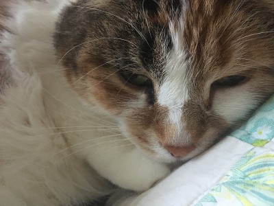 杂色猫
