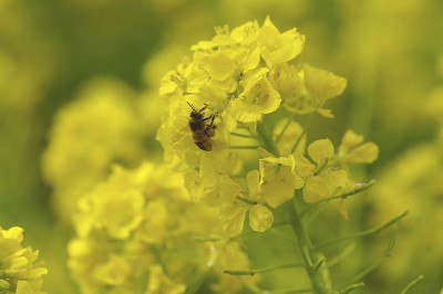 花和蜜蜂