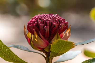 Wild Waratah in Bloom Close Up