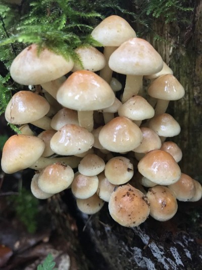 蘑菇