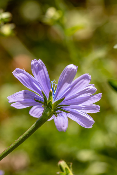 菊苣草甸花