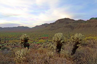 Gates Pass Jumping Cholla