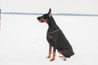 在雪地上训练和玩杜宾犬