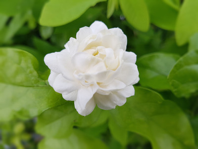 素馨属sambac茉莉花
