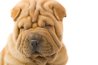 Sharpei狗
